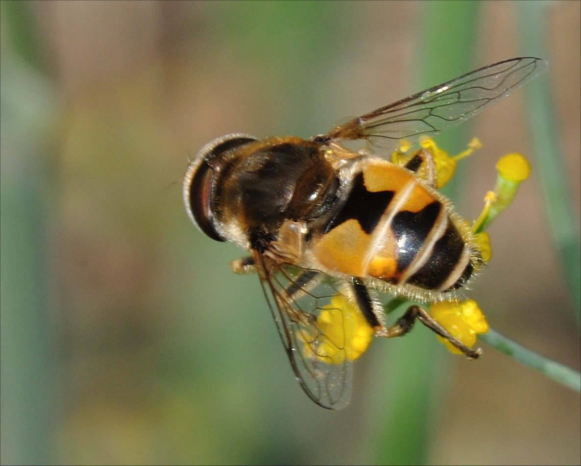 Eristalis sp